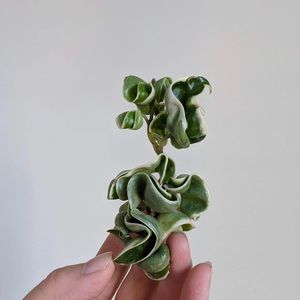 varigated hoya carnosa compacta